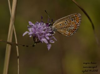 okgzl Esmer (Aricia agestis)