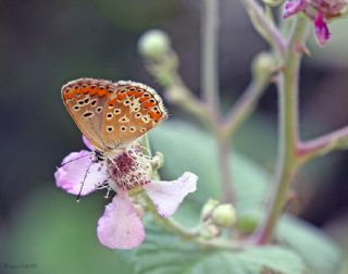 okgzl Esmer (Aricia agestis)