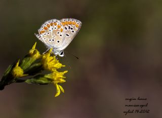 okgzl Esmer (Aricia agestis)