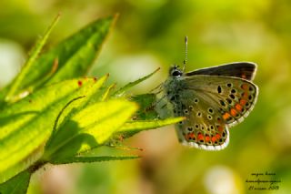 okgzl Esmer (Aricia agestis)