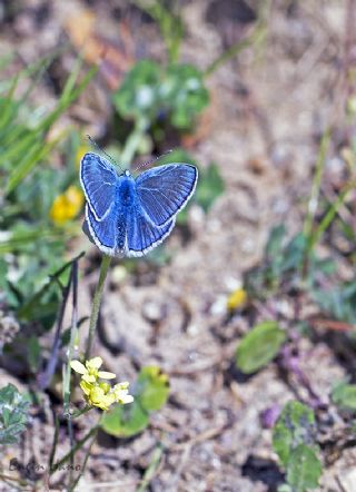 okgzl Mavi (Polyommatus icarus)