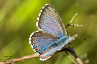 Çokgözlü Balkan Mavisi (Aricia anteros )
