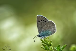 Karagz Mavisi (Glaucopsyche alexis)