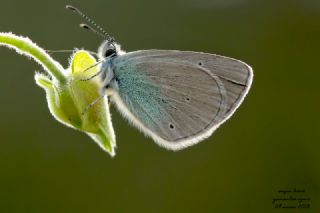 Karagz Mavisi (Glaucopsyche alexis)