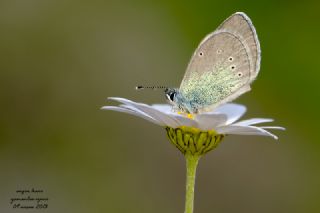 Karagz Mavisi (Glaucopsyche alexis)