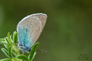Karagz Mavisi (Glaucopsyche alexis)