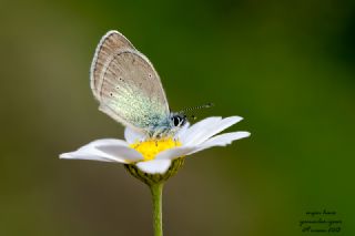 Karagz Mavisi (Glaucopsyche alexis)