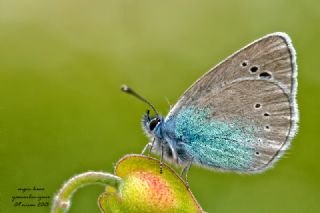 Karagz Mavisi (Glaucopsyche alexis)