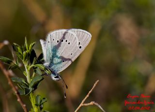 Karagz Mavisi (Glaucopsyche alexis)