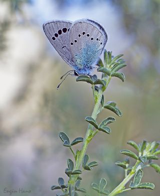 Karagz Mavisi (Glaucopsyche alexis)