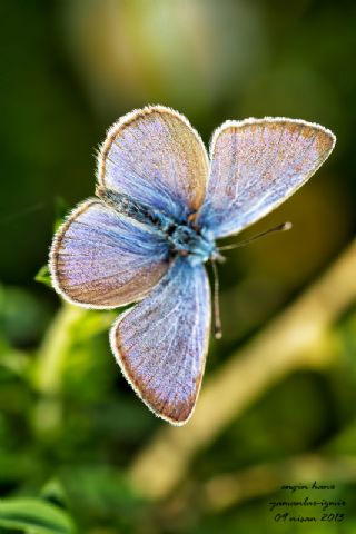 Karagz Mavisi (Glaucopsyche alexis)