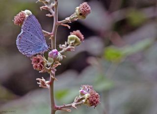 Kutsal Mavi (Celastrina argiolus)