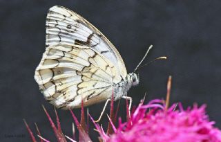 Anadolu Melikesi (Melanargia larissa)