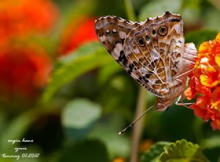 Diken Kelebei (Vanessa cardui)