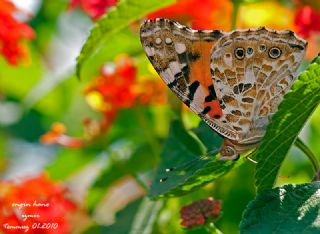 Diken Kelebei (Vanessa cardui)