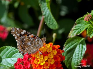 Diken Kelebei (Vanessa cardui)