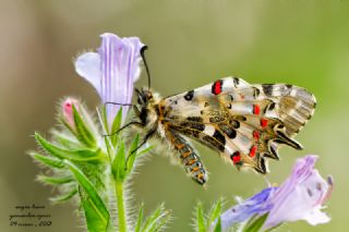 Orman Fistosu (Allancastria  cerisyi)