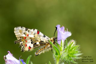 Orman Fistosu (Allancastria  cerisyi)