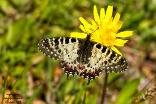 Orman Fistosu (Allancastria  cerisyi)