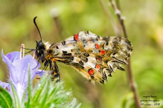 Orman Fistosu (Allancastria  cerisyi)