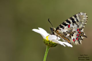 Orman Fistosu (Allancastria  cerisyi)