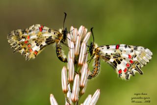 Orman Fistosu (Allancastria  cerisyi)