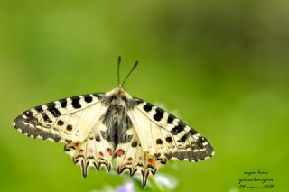 Orman Fistosu (Allancastria  cerisyi)