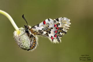 Orman Fistosu (Allancastria  cerisyi)