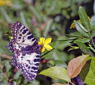 Orman Fistosu (Allancastria  cerisyi)