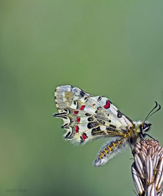 Orman Fistosu (Allancastria  cerisyi)