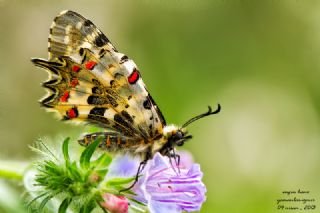 Orman Fistosu (Allancastria  cerisyi)