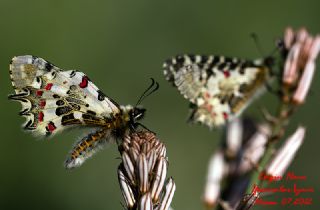 Orman Fistosu (Allancastria  cerisyi)