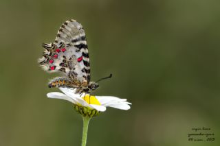 Orman Fistosu (Allancastria  cerisyi)