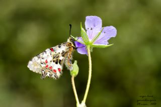 Orman Fistosu (Allancastria  cerisyi)