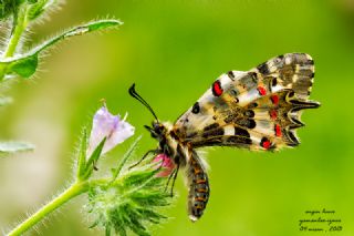 Orman Fistosu (Allancastria  cerisyi)