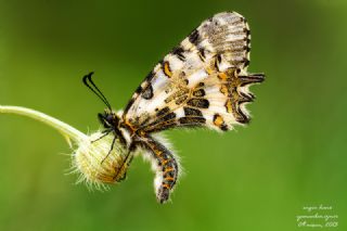 Orman Fistosu (Allancastria  cerisyi)