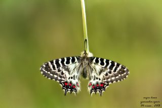 Orman Fistosu (Allancastria  cerisyi)