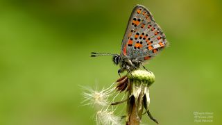 Akbes Gelincii (Tomares nesimachus)