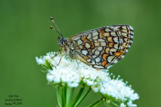 Amannisa (Melitaea athalia)