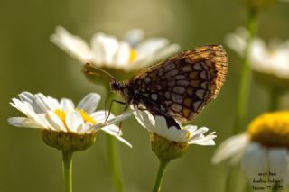 Amannisa (Melitaea athalia)