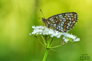 Amannisa (Melitaea athalia)