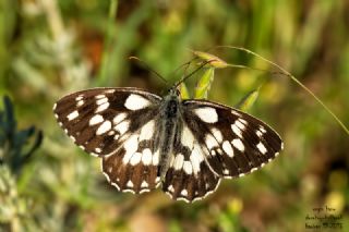 Orman Melikesi (Melanargia galathea)