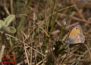 Kk Zpzp Perisi (Coenonympha pamphilus)