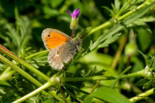 Kk Zpzp Perisi (Coenonympha pamphilus)