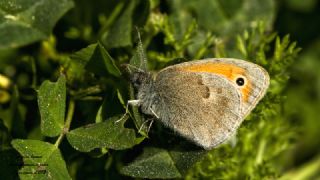 Kk Zpzp Perisi (Coenonympha pamphilus)