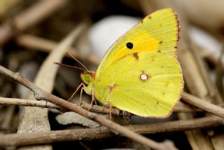 Sar Azamet (Colias croceus)