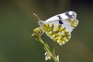 Da Oykls (Euchloe ausonia)