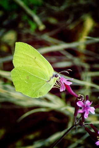 Kleopatra (Gonepteryx cleopatra)