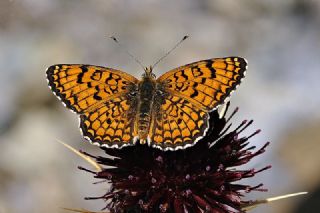 Hatayl parhan (Melitaea collina)