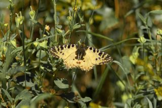 Orman Fistosu (Allancastria  cerisyi)